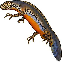 Alpine Newt